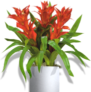Decorative bromeliad
