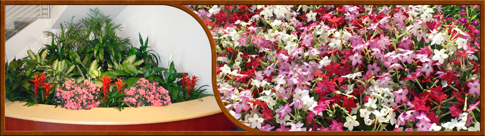 Tropical plant interior designs