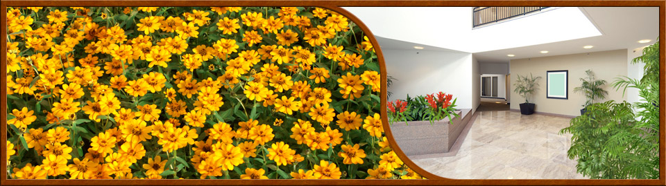 Tropical plant interior designs