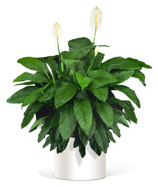 Interior tropical plant maintenance