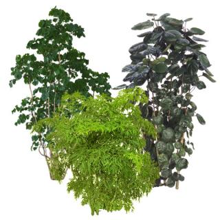 Assortment of Aralia indoor tropical plants