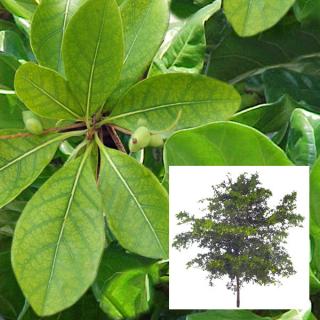 Black Olive tree selected varieties