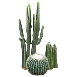 Assortment of indoor tropical Cactus and Succulents