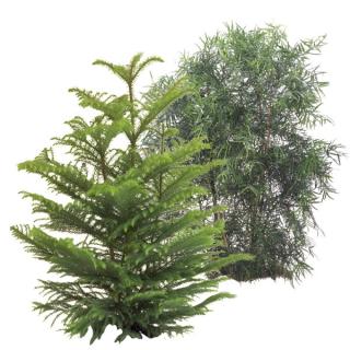 Conifers selected varieties Conifers selected varieties