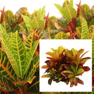 Croton selected varieties Croton selected varieties