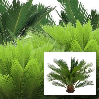 Assortment of Cycad indoor tropical plants