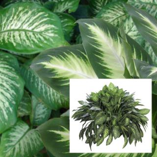Assortment of Dieffenbachia indoor tropical plants