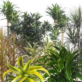 Assorted species and varieties of Dracaena indoor tropical plants Assorted species and varieties of Dracaena indoor tropical plants