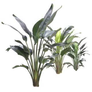 Bird of Paradise - Strelitzia Bird of Paradise - Strelitzia