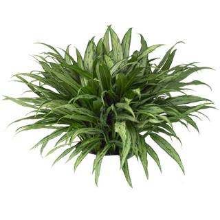 Aglaonema or Chinese evergreen 'cutlass'