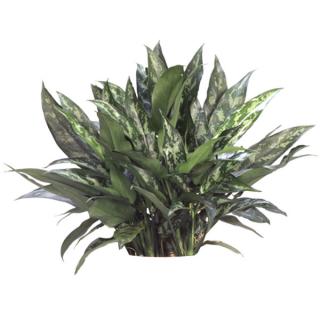 Aglaonema or Chinese evergreen 'English Beauty'