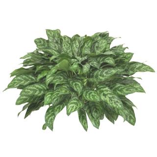 Aglaonema or Chinese evergreen 'Mary Ann'