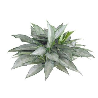 Aglaonema or Chinese evergreen 'Silverado'