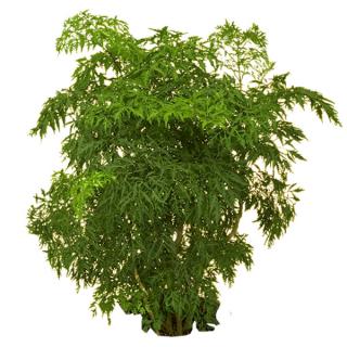 Aralia 'Ming'