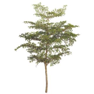 Black Olive or Bullet Tree 'Shady Lady'