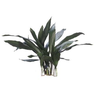 Cast Iron Plant 'Aspidistra elatior'