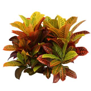 Croton 'Super California'