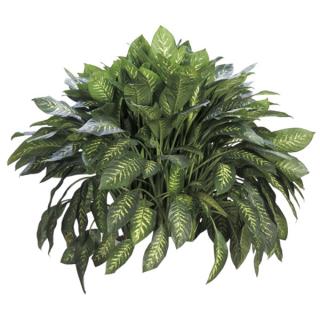 Dieffenbachia amoena