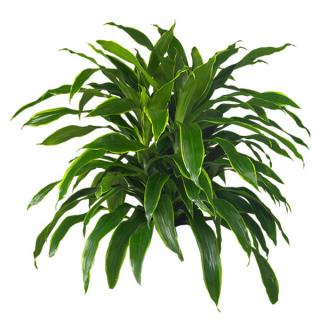 Dracaena 'Art/Carmen'