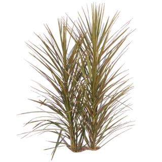 Dracaena cinta 'Tricolor'