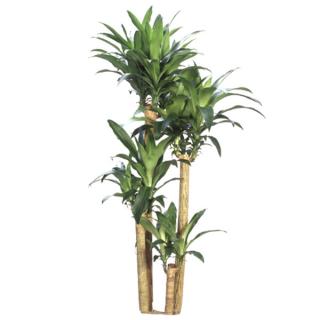 Dracaena fragrans 'Corn Plant'