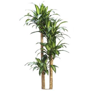 Dracaena fragrans 'Massangeana'