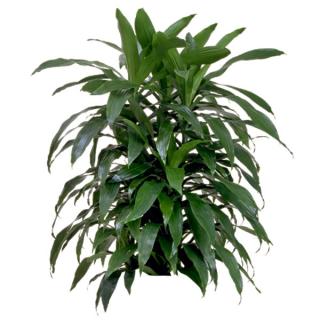 Dracaena 'Janet Craig'