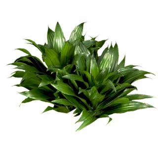 Dracaena 'Janet Craig Compacta'