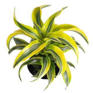 Dracaena 'Lemon Surprise'