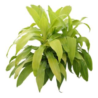 Dracaena 'Limelight'