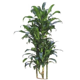 Dracaena 'Michiko'