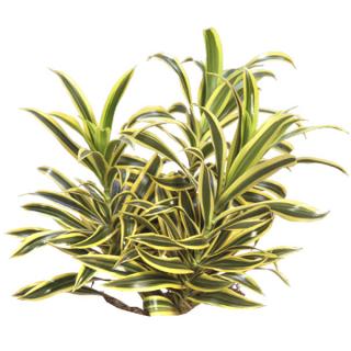 Dracaena reflexa variegata 'Song of India'