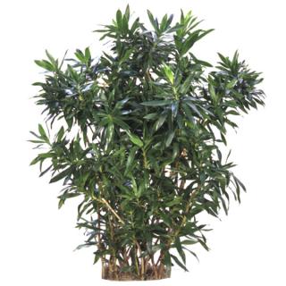 Dracaena reflexa 'Song of India'