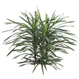 Dracaena 'Rikki'