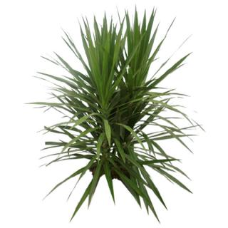 Dracaena marginata 'Tarzan'