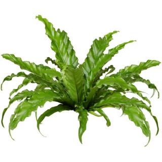 Asplenium nidus - Bird's Nest Fern