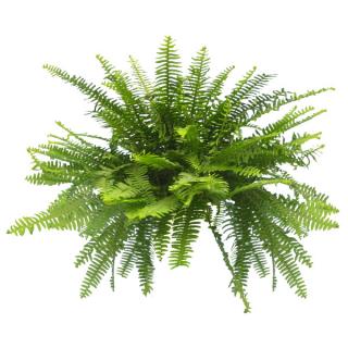 Nephrolepis obliterata - Australian Sword Fern