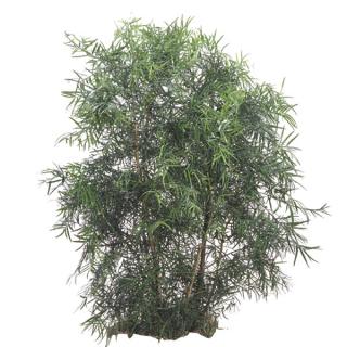 Weeping Podocarpus 'Podocarpus gracilior'
