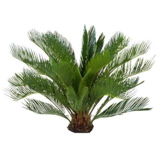 Cycad Sago Palm - Cycas revoluta